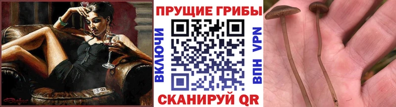 Галлюциногенные грибы Cubensis  купить наркотики цена  Бодайбо 